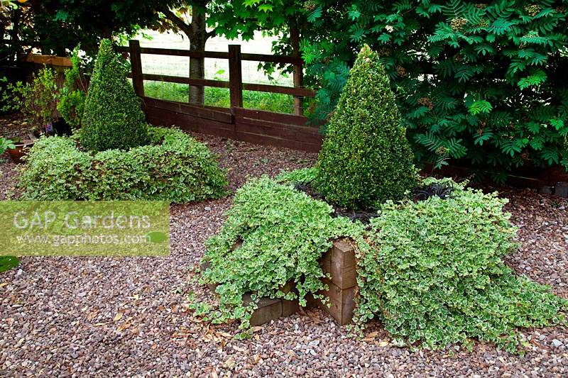 Conical Taxus - Yew - planted in square raised beds, with trailing hedera helix - Ivy. Designer Karen Tatlow's garden, Lichfield.