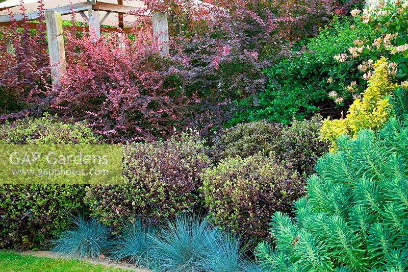 Colourful border of shrubs, perennials and grasses. Designer Karen Tatlow's garden, Lichfield