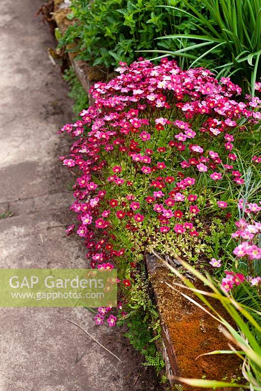 Saxifraga 'Peter Pan'  - Mossy Saxifrage - tumbling over edge of a raised bed
