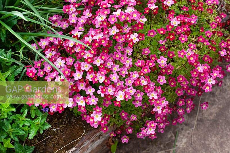 Saxifraga 'Peter Pan'  - Mossy Saxifrage - growing over edge of a raised bed