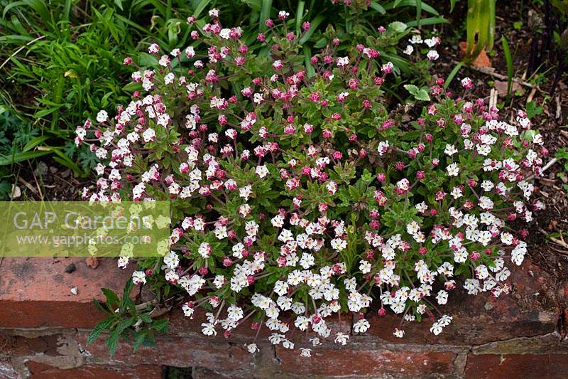 Zaluzianskya ovata - Night-scented Phlox - growing over edge of raised bed brick wall
