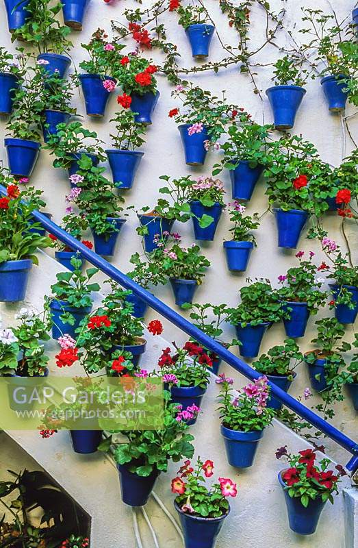 Walls, either side of steps, covered with small blue pots of Pelargonium
