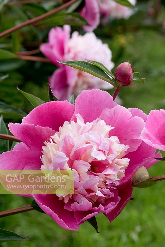 Paeonia 'Golden Fish in Pink Pond' - Peony 'Golden Fish in Pink Pond'