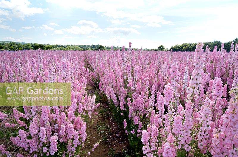 Field of delphinium consolida - Pink larkspur
