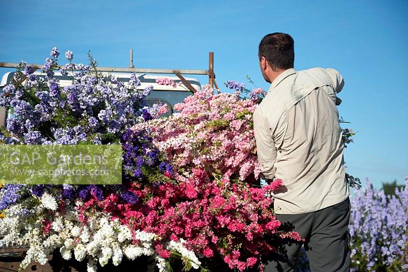 Flower farmer piling bunches of cut Delphinium consolida onto land rover. 