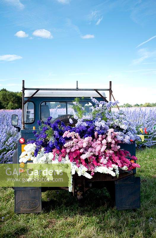 Open landrover piled high with cut delphinium consolida - Larkspur flowers. 
