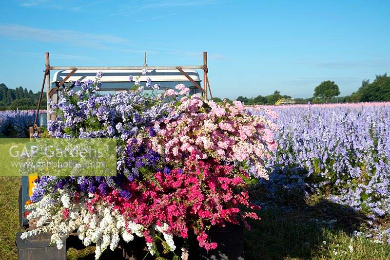 Open land rover piled high with cut delphinium consolida - Larkspur flowers.

