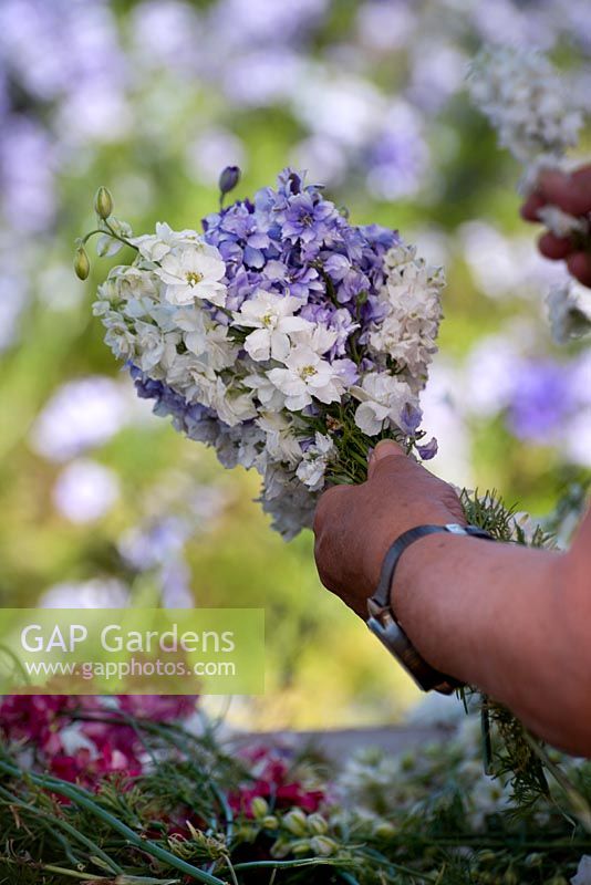 Florist making bouquet of blue and white delphiniums at flower farm.