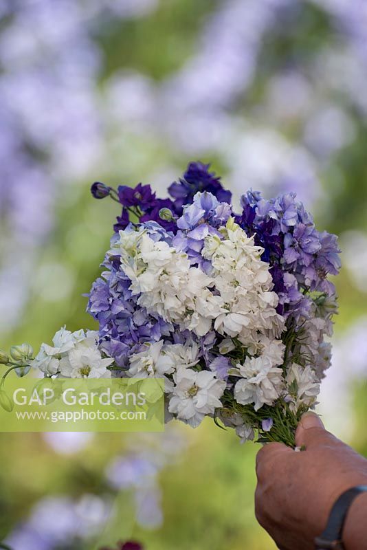 Florist making bouquet of blue and white delphiniums at flower farm.
