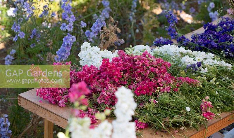 British cut-flowers, Delphinium consolida in magenta, white, blue and pink laid out on trestle table.

