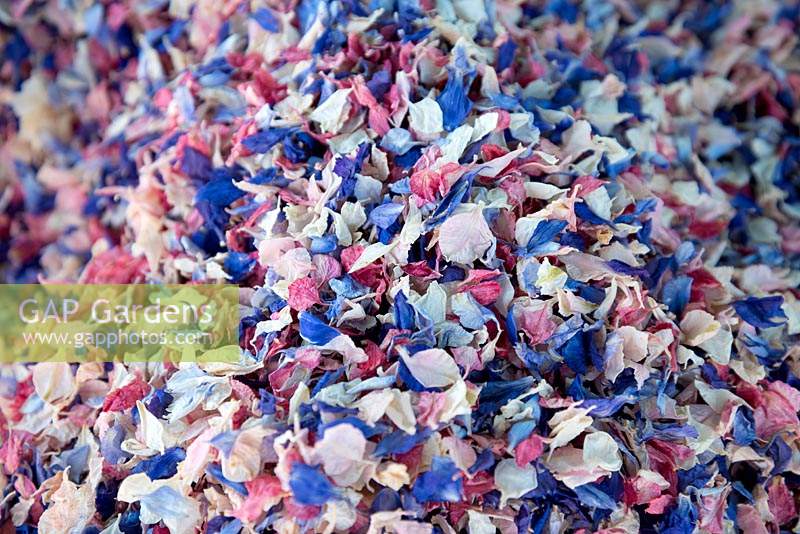 Natural confetti made of Delphinium consolida petals and pair of secateurs.
