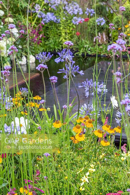 Mixed planting including Agapanthus, Helenium and Verbena in the 
'Brilliance in Bloom' garden
