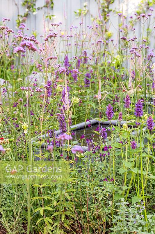 Steel water feature surrounded by 
Verbena bonariensis, Agastache 'Blackadder' and Veronicastrum virginicum
 'Fascination' in 'Southend Young Offenders': A Place to Think' garden
