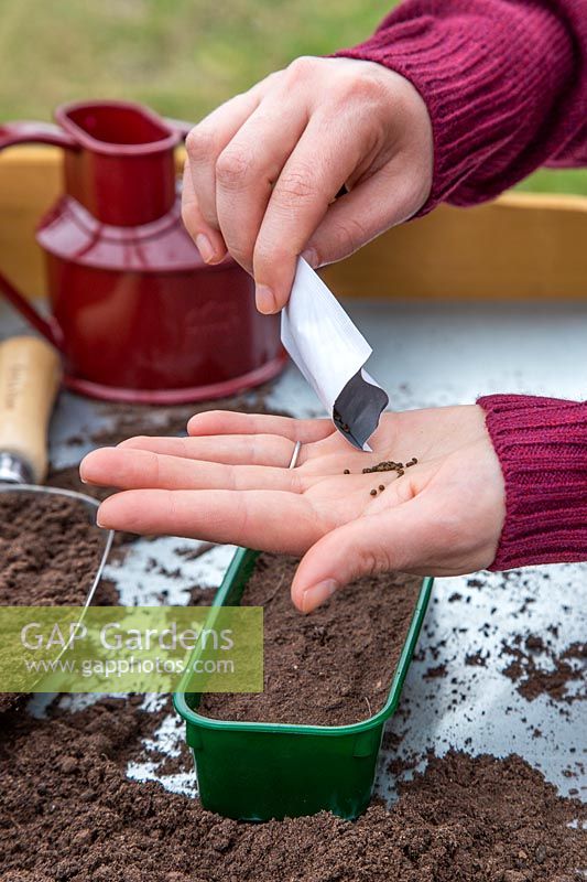 Woman pouring Cleome hassleriana seeds into palm of hand from seed packet