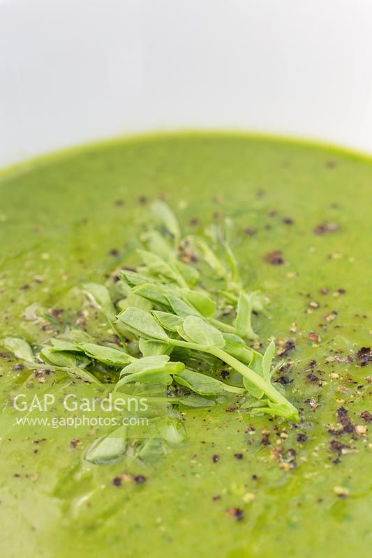 Bowl of Pea soup with green pea shoots and pepper