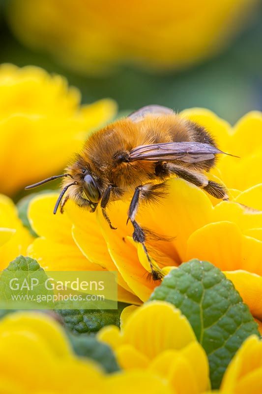 Bee on Primula Prima 'Belarina Goldie' 