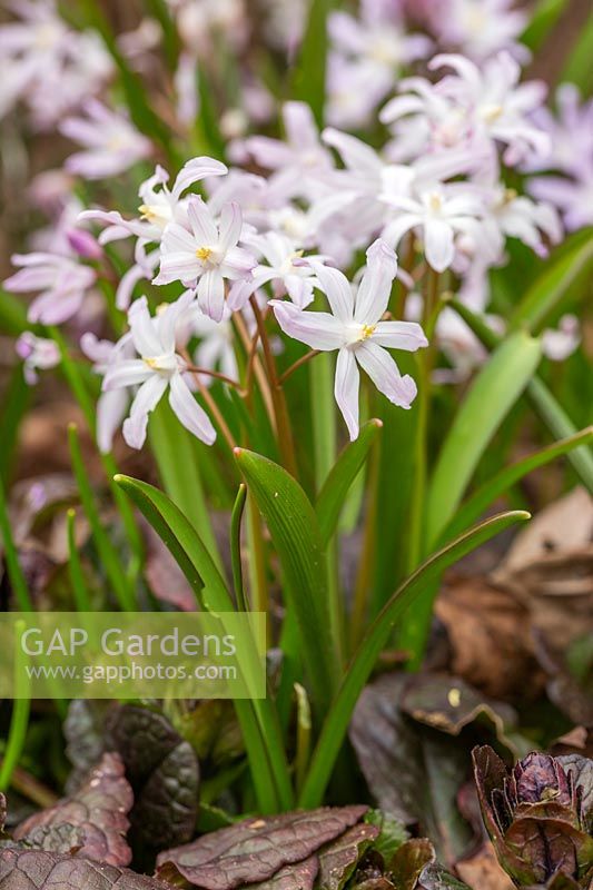 Chionodoxa forbesii 'Pink Giant'- Glory of the Snow 'Pink Giant'