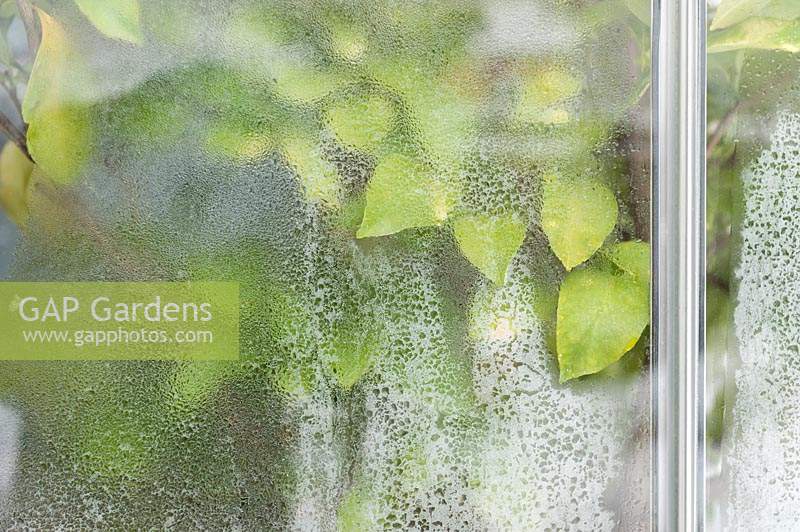 Citrus leaves in a greenhouse photographed from outside in winter. The glass is frozen and covered with ice crystals.