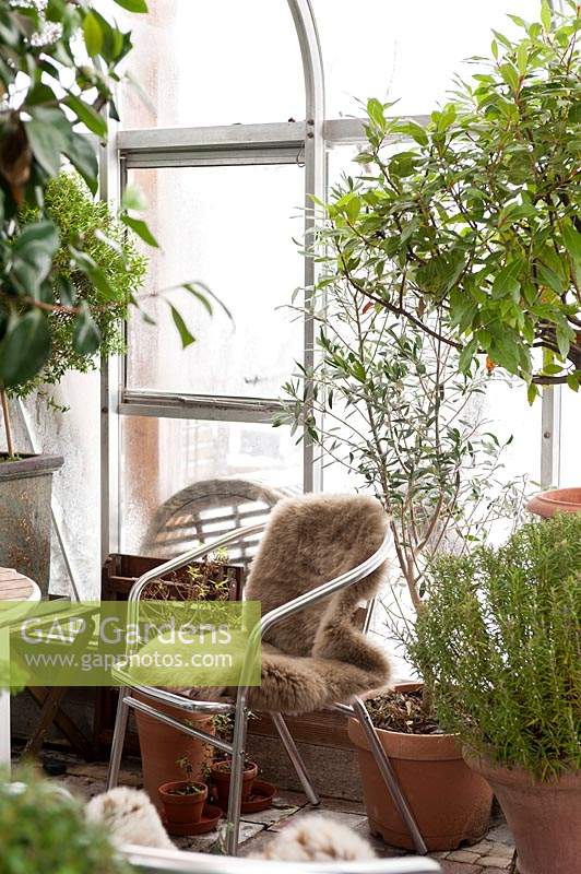 View in greenhouse, with chair and fur blanket, and potted tender plants. 