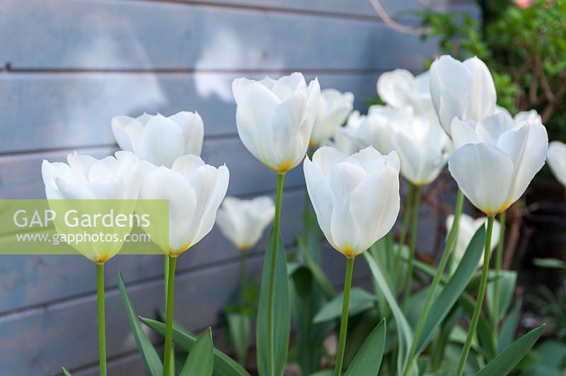 White tulips - Tulipa - in front of a light blue or grey wooden wall 
