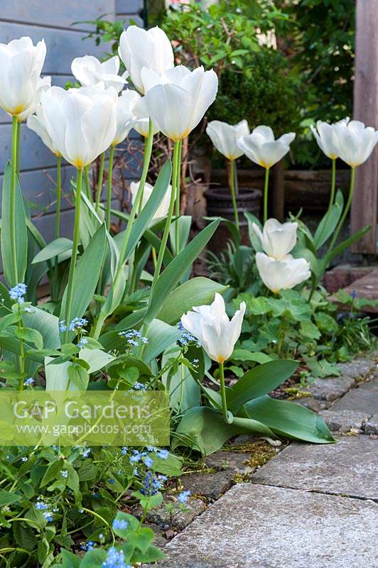 White tulips - Tulipa - in a narrow bed in front of a light blue or grey wooden wall 
