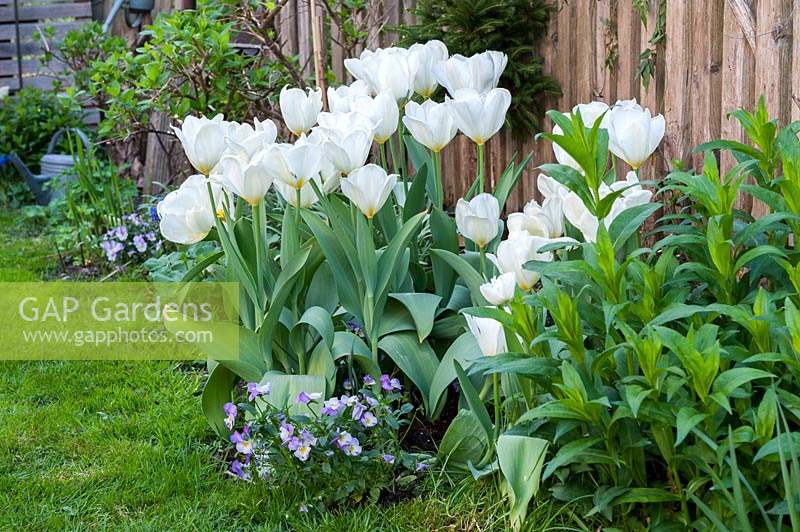 White tulips - Tulipa - in a narrow bed in front of a wooden fence with underplanted with
 Viola - 

