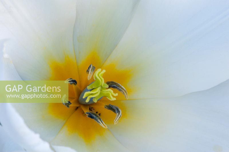 A view from above into one tulip - Tulipa - to show yellow centre, stigma and stamens