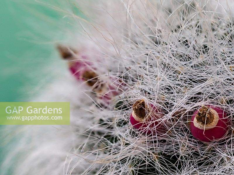 Mammillaria hahniana with red seedpods