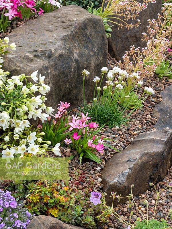 Alpine rock garden with pink flowers of Rhodohypoxis