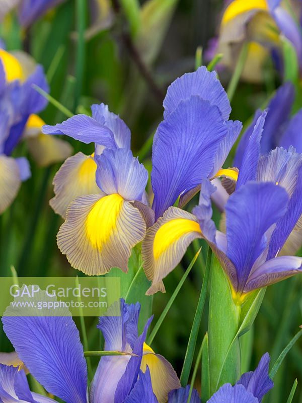 Iris X hollandica 'Gypsy Beauty' - Dutch Iris