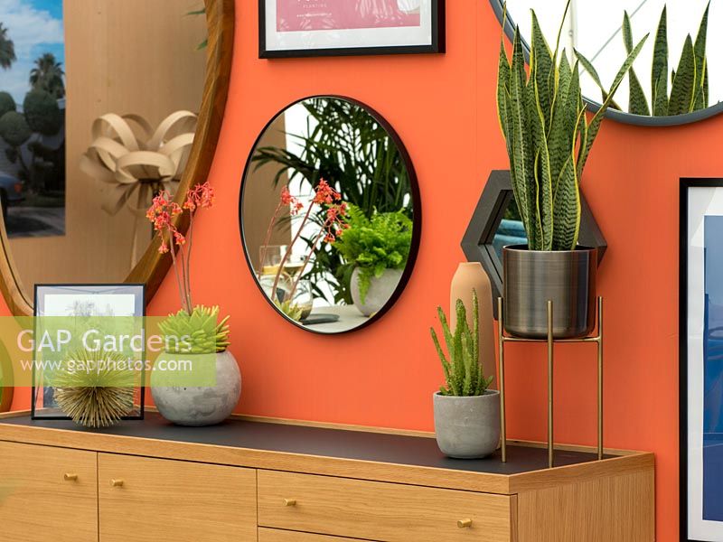 Succulents as houseplants in a home environment including Sanseveria and 
Echeveria