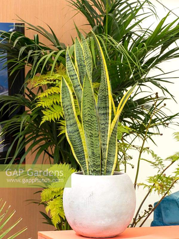Sansevieria trifasciata in a pot being used as a houseplant in a modern contempory setting
