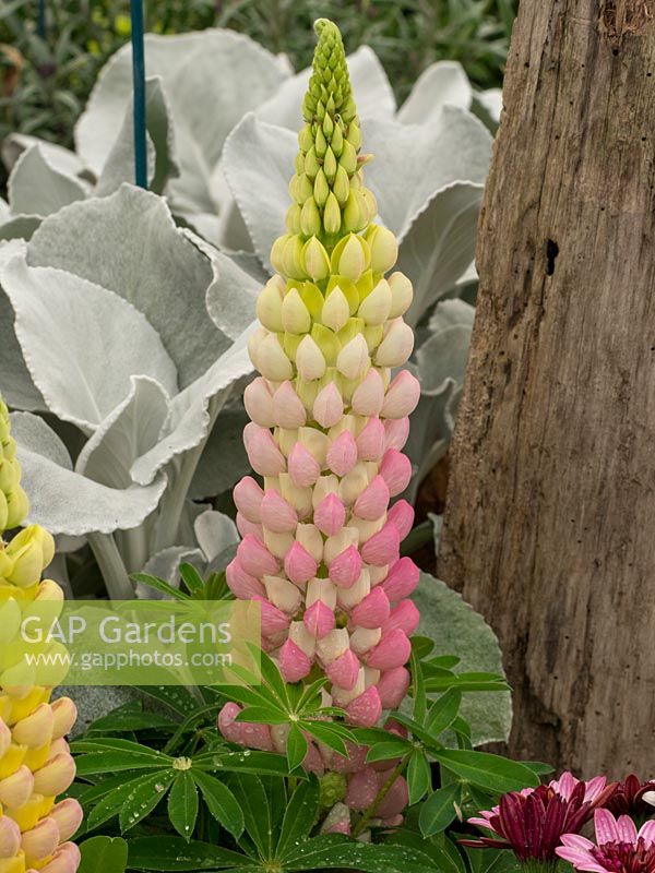 Lupinus 'Luxton Strain' - Lupin - with silver foliage in background