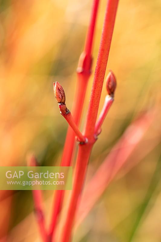 Cornus sanguinea 'Winter Flame' - Dogwood - buds on colourful stems
