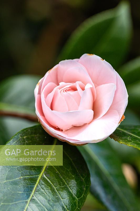 Camellia japonica 'Bryan Wright' - opening bud