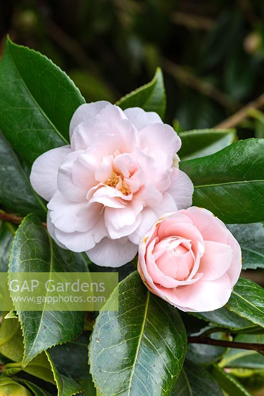 Camellia japonica 'Bryan Wright'