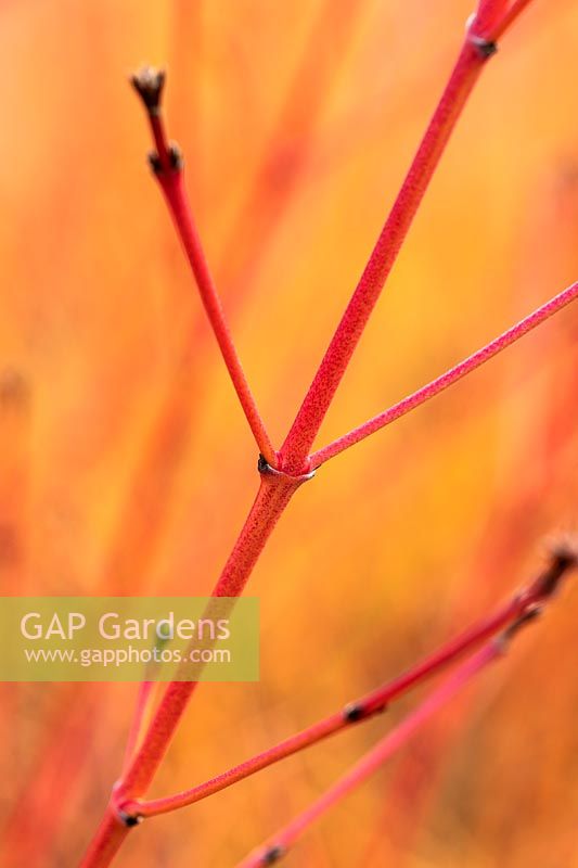 Cornus sanguinea 'Midwinter Fire' - Dogwood - colourful stems