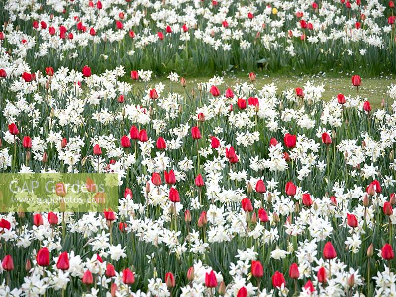 Red Tulipa 'Appledoorn' - Tulip - with white Narcissus 'Thalia' - Daffodil