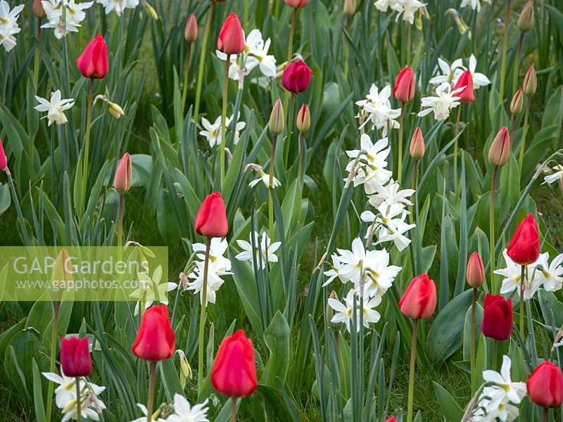 Red Tulipa 'Appledoorn' - Tulip -  with white Narcissus 'Thalia' - Daffodil