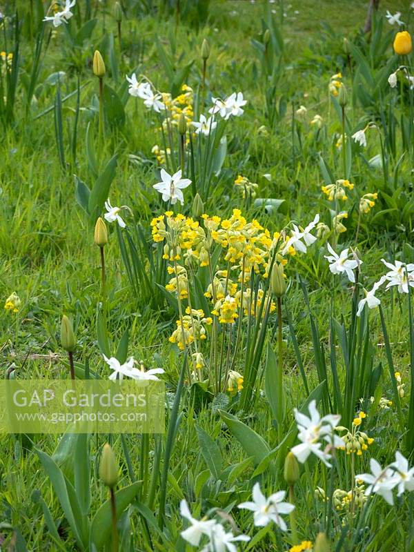 Naturalised Primula veris - Cowslip with Narcissus 'Thalia' - Daffodil - 
growing in grass