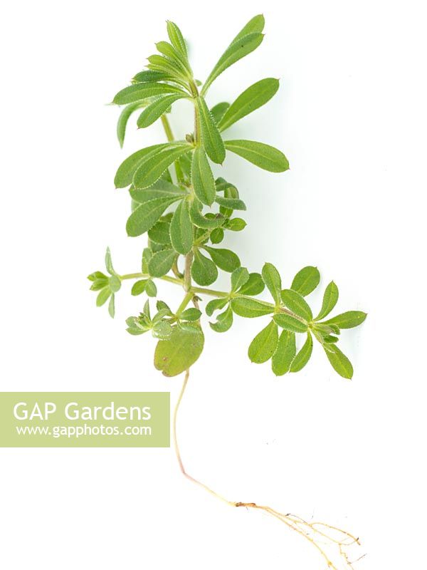 Galium aparine - Cleavers - annual weed against a white background
