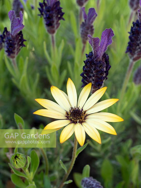 Osteospermum  - Cape Daisy - with Lavandula stoechas - French Lavender