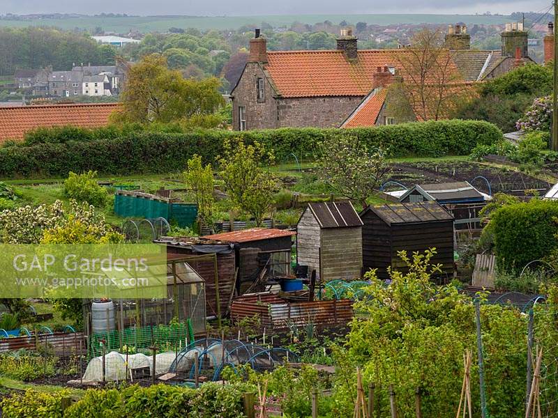 View of fruit, greenhouses, sheds and compost bin within an allotment site
