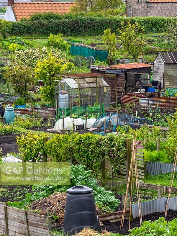 View over allotments with typical equipment such as plastic compost bins, greenhouses, sheds and plant supports
