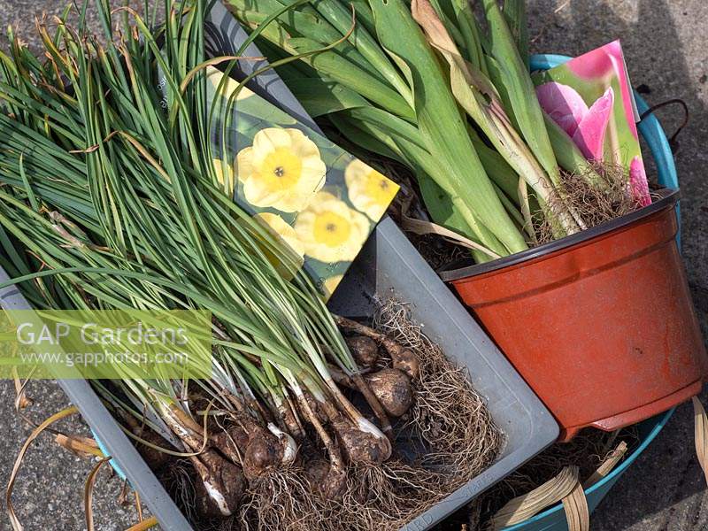 Narcissus - Daffodil - and Tulipa - Tulip - bulbs that have previously flowered have been lifted ready to store in dry conditions
 ready to plant in the dormant season