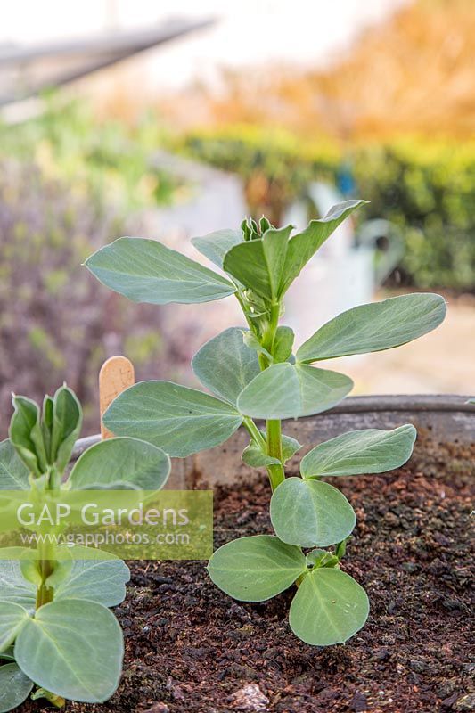 Vicia faba - Broad Bean - 'The Sutton' growing on in galvanised container