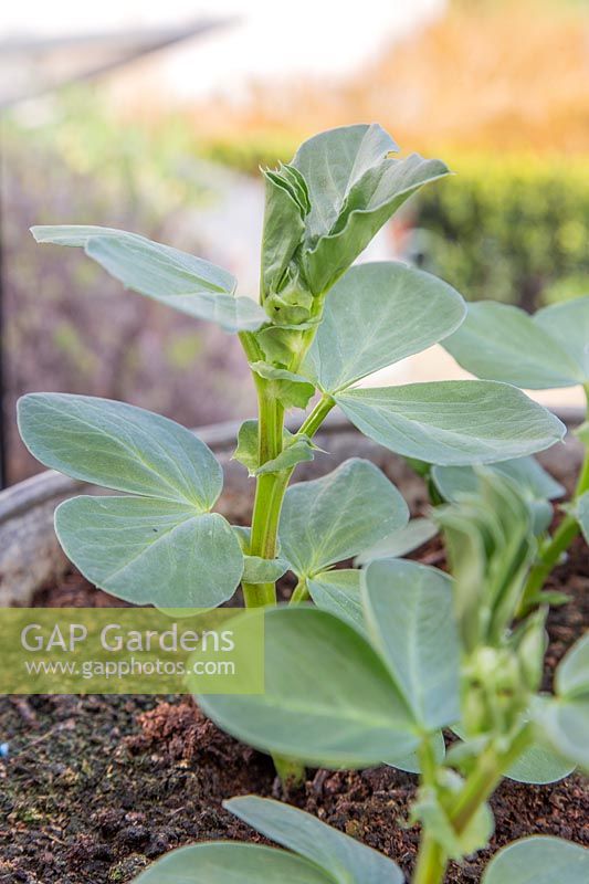 Vicia faba - Broad Bean - 'The Sutton' growing on in galvanised container