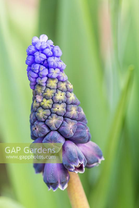 Muscari latifolium - Grape Hyacinth