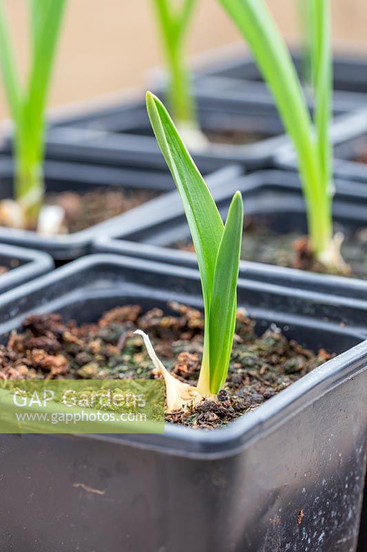Elephant garlic growing on in small pots