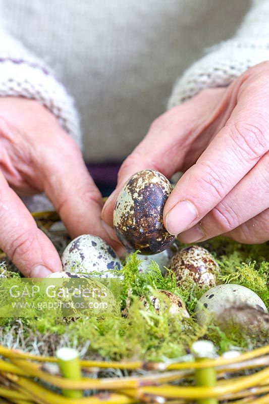 Woman placing quail eggs into the nest